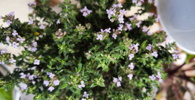🌿 Tomillo Cuidados en Maceta: guía completa para que florezca y tener un huerto urbano aromático y resistente 🪴 11 tomillo cuidados en maceta