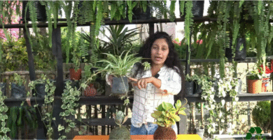 Curso de Jardinería de Q’umir Wasi. Opiniones de alumnos