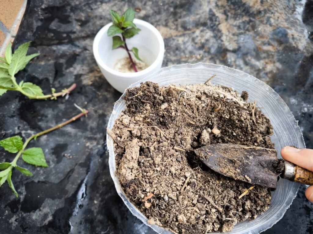 🌿 Cómo hacer esquejes: multiplica tus plantas sin gastar dinero y sin complicarte 15 aprende a hacer esquejes
