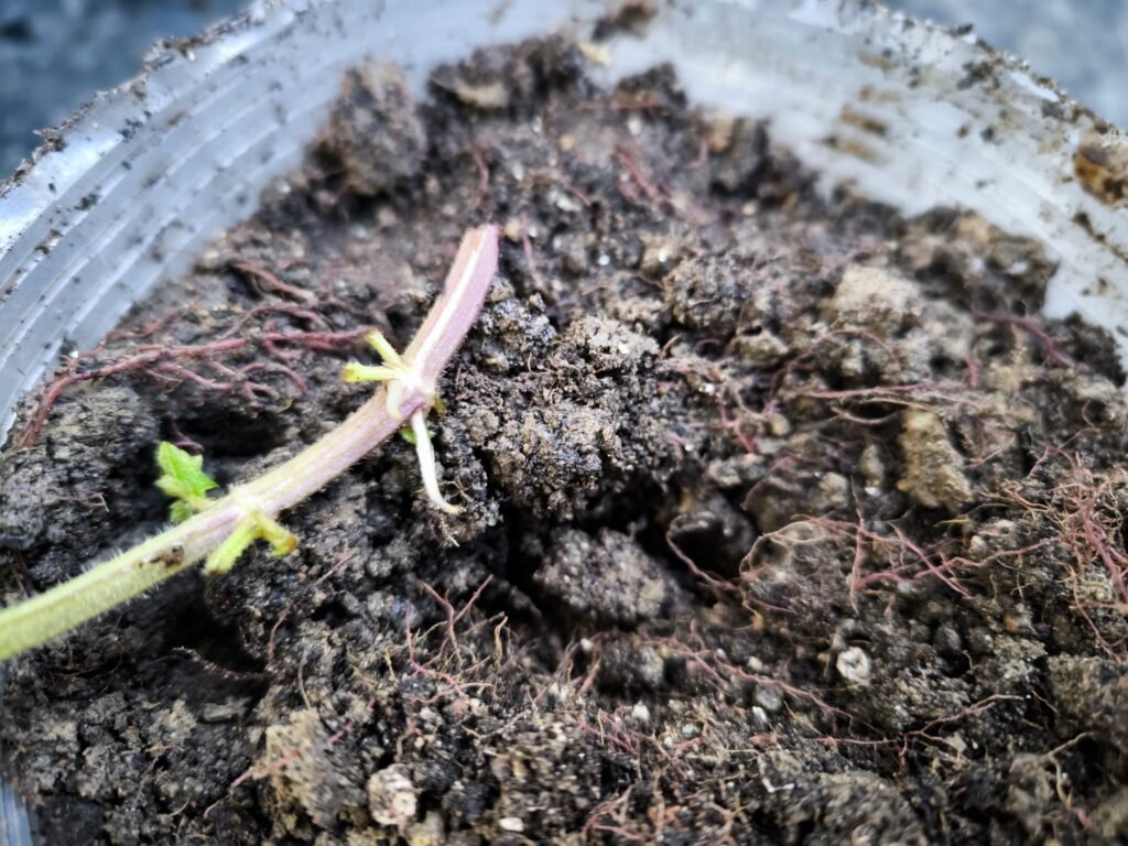 🌿 Cómo hacer esquejes: multiplica tus plantas sin gastar dinero y sin complicarte 13 así se hacen esquejes