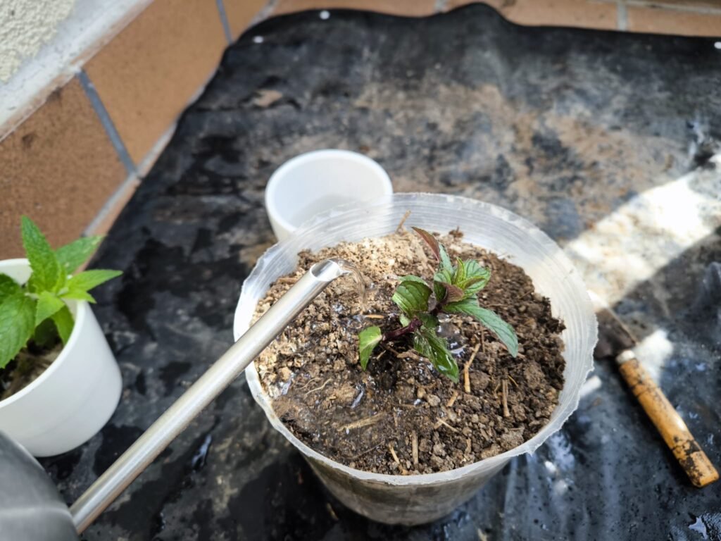 🌿 Cómo hacer esquejes: multiplica tus plantas sin gastar dinero y sin complicarte 23