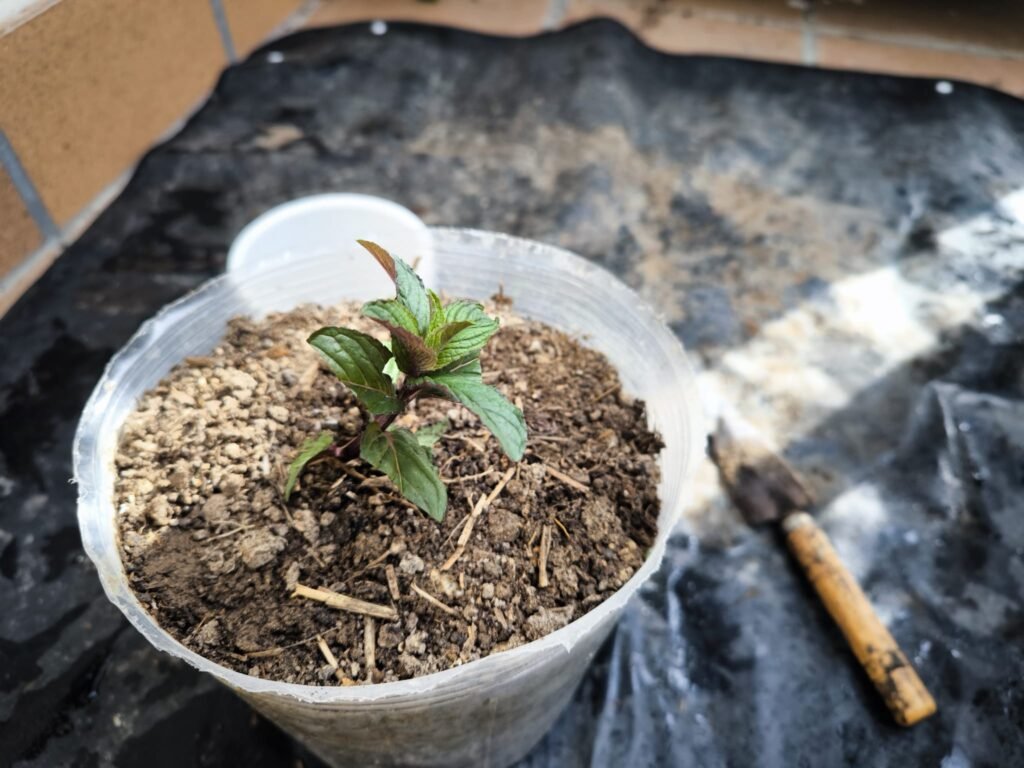 🌿 Cómo hacer esquejes: multiplica tus plantas sin gastar dinero y sin complicarte 22 cómo hacer esquejes