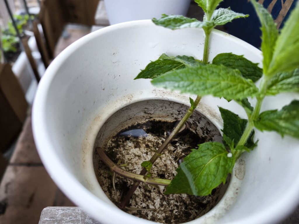 🌿 Cómo hacer esquejes: multiplica tus plantas sin gastar dinero y sin complicarte 17 cómo hacer esquejes