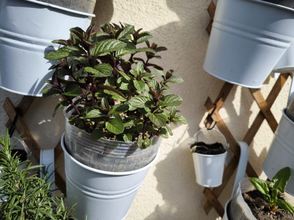 🌿 Cómo hacer esquejes: multiplica tus plantas sin gastar dinero y sin complicarte 21 cómo hacer esquejes