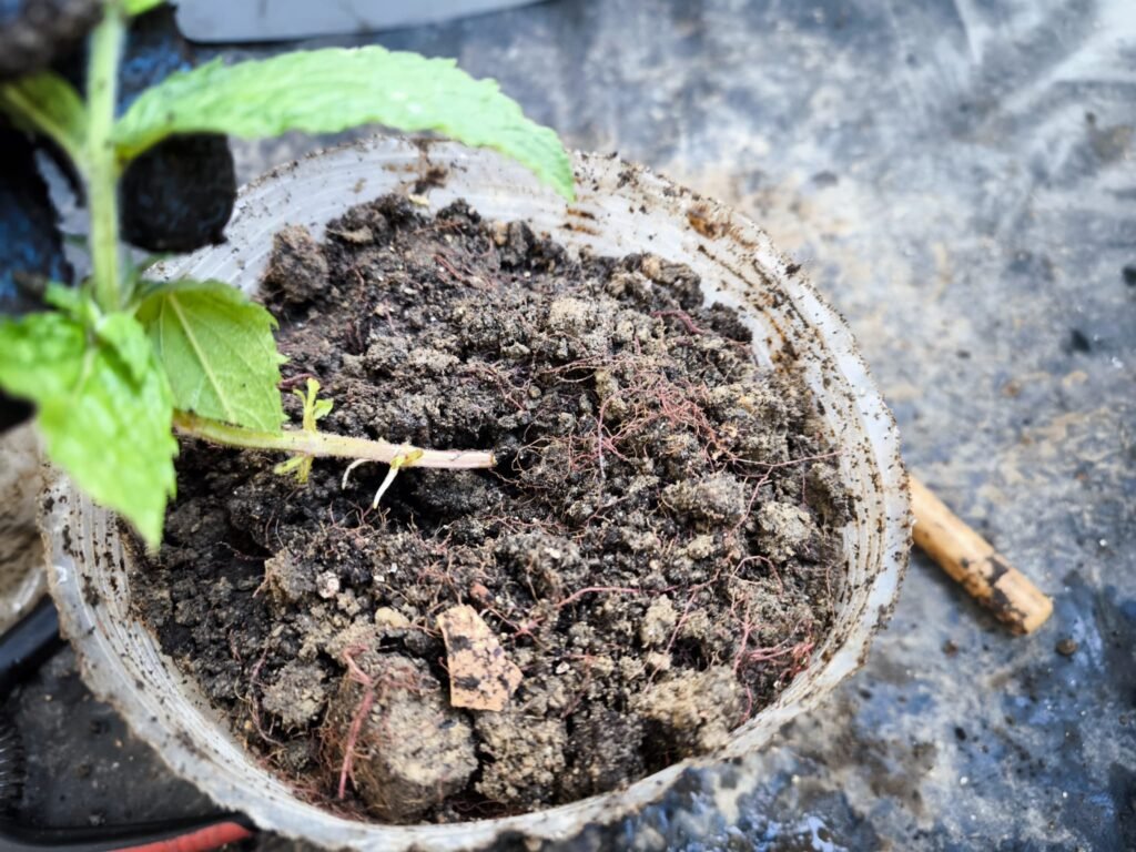 🌿 Cómo hacer esquejes: multiplica tus plantas sin gastar dinero y sin complicarte 14 como se hace esquejes