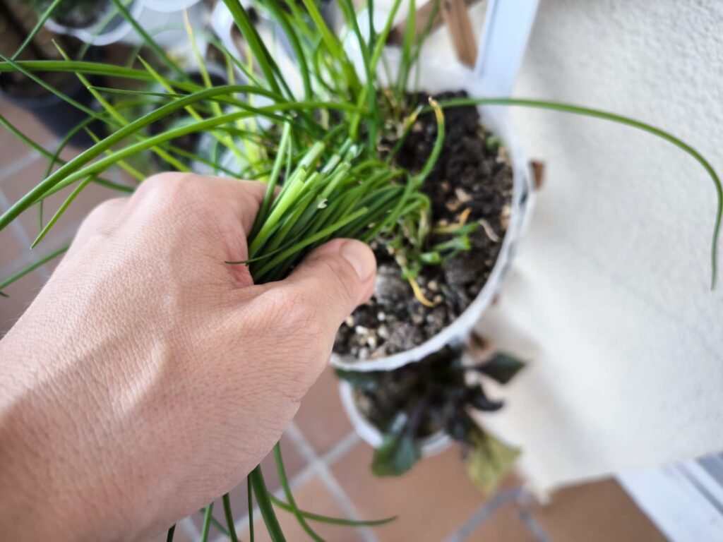 🌿 Cuidados del cebollino en casa: cómo cultivar esta planta aromática, decorativa y sabrosa sin complicarte 18 cuidados del cebollino en casa