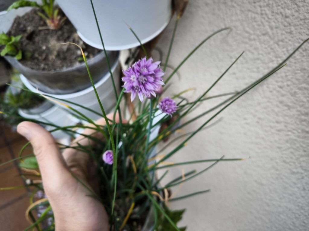 🌿 Cuidados del cebollino en casa: cómo cultivar esta planta aromática, decorativa y sabrosa sin complicarte 23 cultivar cebollino en la terraza