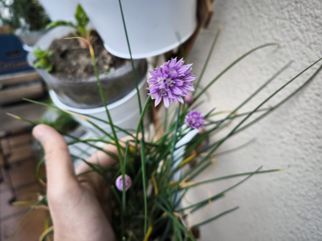 🌿 Cuidados del cebollino en casa: cómo cultivar esta planta aromática, decorativa y sabrosa sin complicarte 11 cultivar cebollino en la terraza