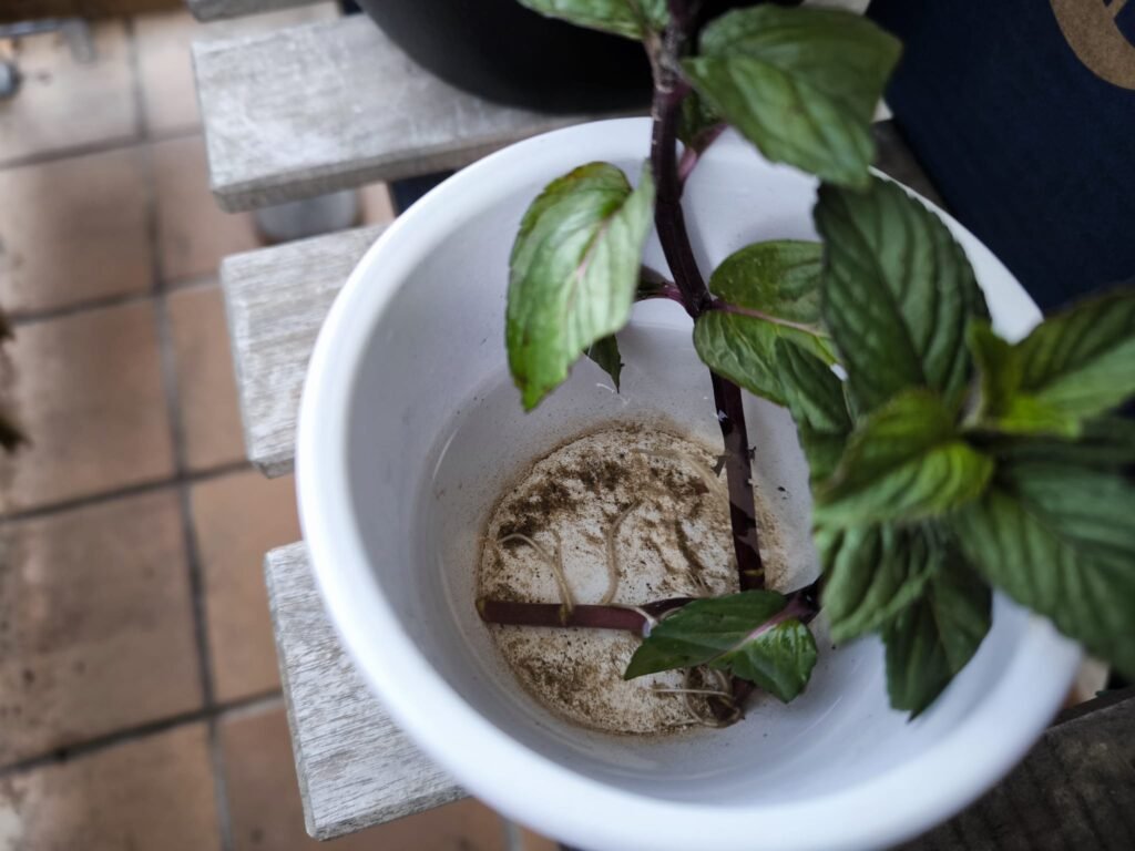 🌿 Cómo hacer esquejes: multiplica tus plantas sin gastar dinero y sin complicarte 18 multiplicar plantas