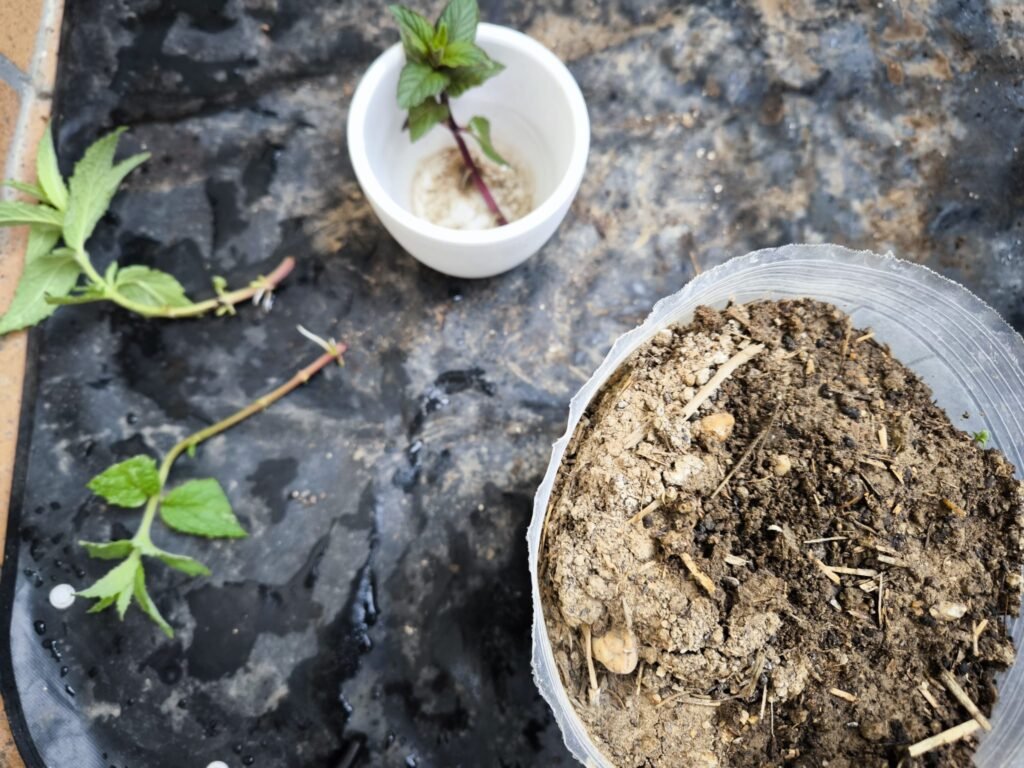 🌿 Cómo hacer esquejes: multiplica tus plantas sin gastar dinero y sin complicarte 16 multiplicar plantas por esquejes
