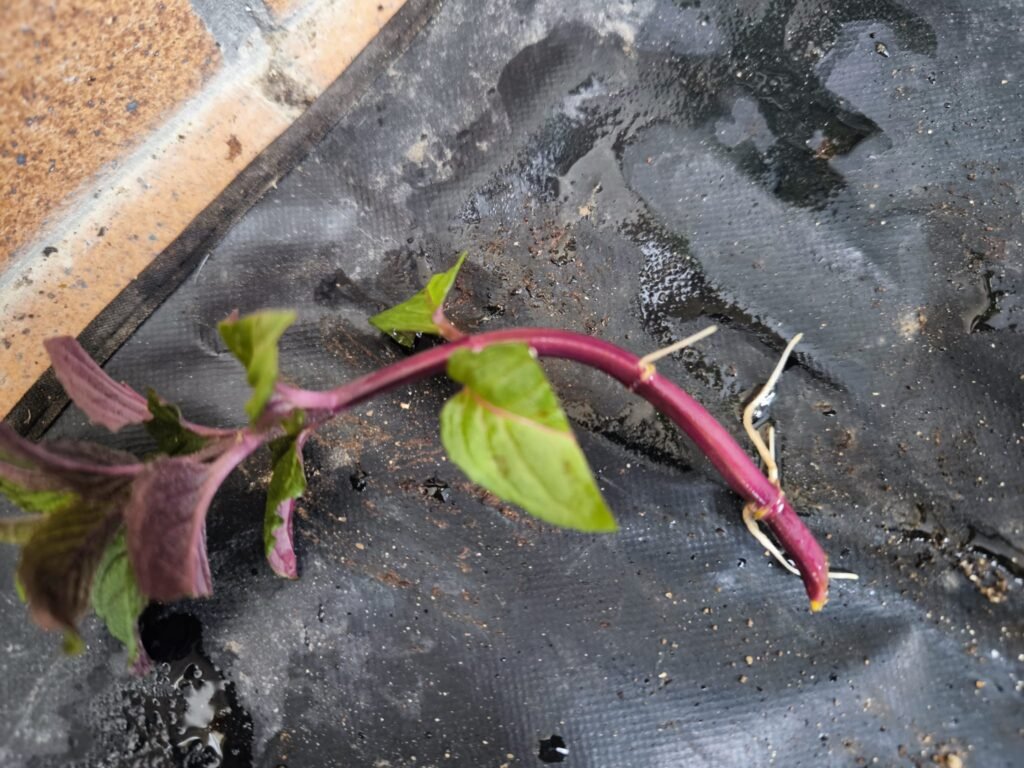 🌿 Cómo hacer esquejes: multiplica tus plantas sin gastar dinero y sin complicarte 12 plantar esquejes