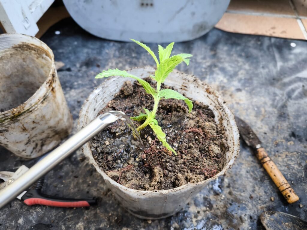 🌿 Cómo hacer esquejes: multiplica tus plantas sin gastar dinero y sin complicarte 20 riego de los esquejes