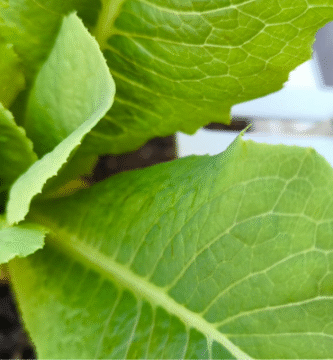 Cuidados de la lechuga en macetas