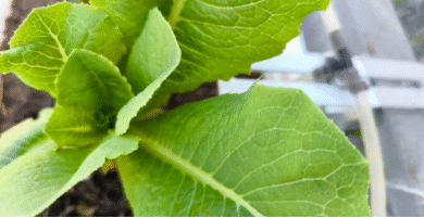 Cómo Cultivar Lechuga en Maceta: Guía Completa 14 Cuidados de la lechuga en macetas