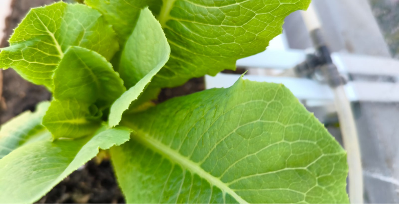 Cómo Cultivar Lechuga en Maceta: Guía Completa 1 Cuidados de la lechuga en macetas