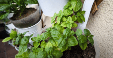 Cuidados del Orégano en maceta 🌿 Guía esencial para tu huerto urbano 15 Cuidados del orégano en maceta