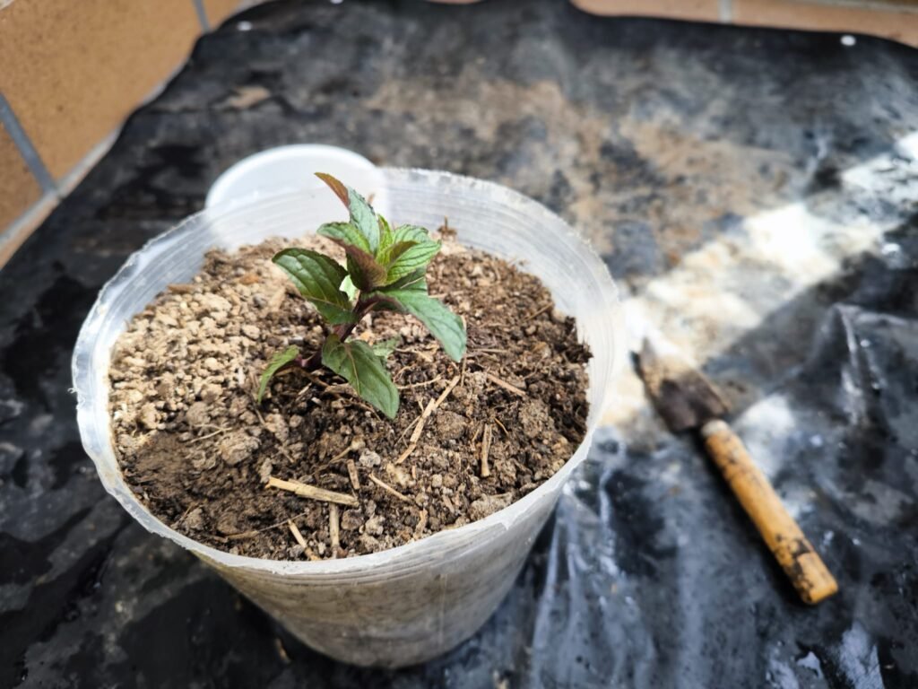 Cuidados de la Menta en Maceta: Guía Práctica para que no se te muera 43 IMG-20250802-WA0014