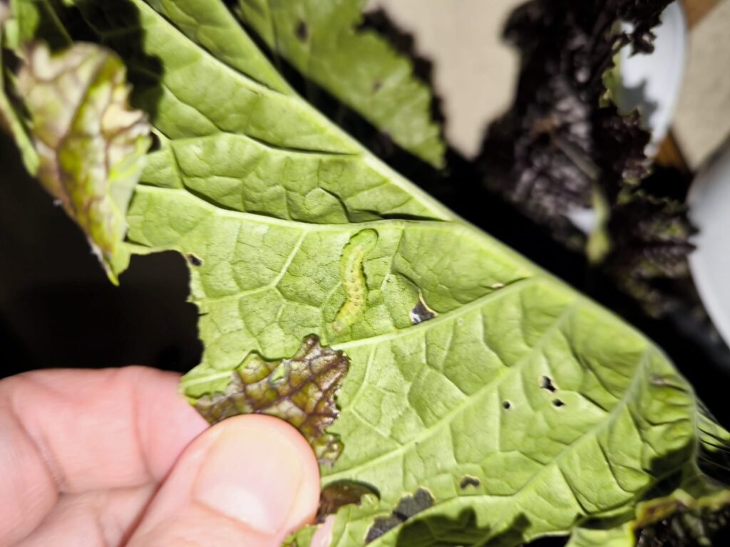 cómo combatir plaga de gusanos en huerto urbano meses fríos