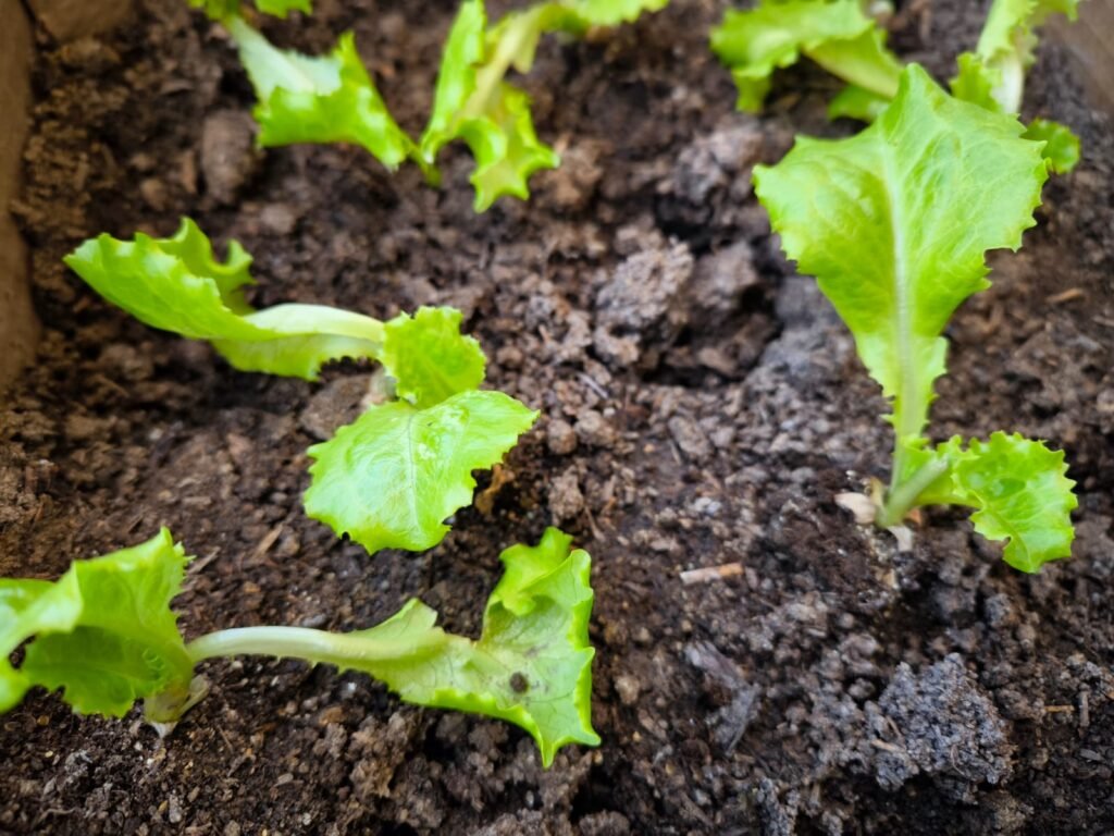 Cómo Cultivar Lechuga en Maceta: Guía Completa 47 cómo cuidar lechuga en casa