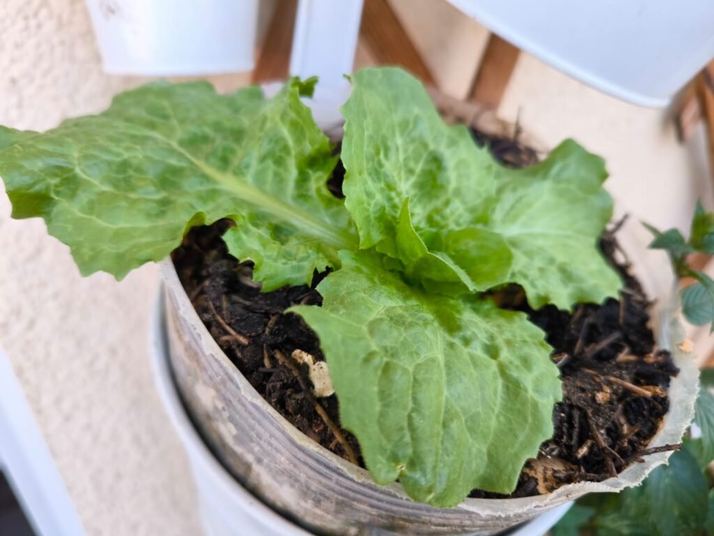 Cómo Cultivar Lechuga en Maceta: Guía Completa 51 cómo cuidar lechugas en casa