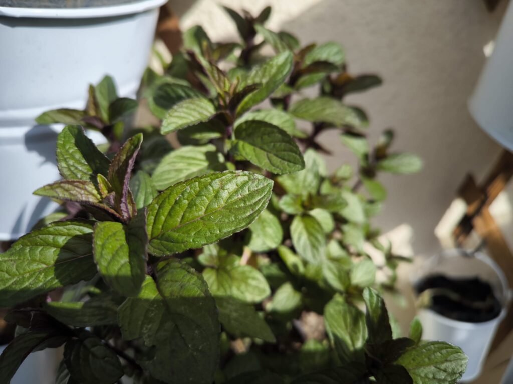 Cuidados de la Menta en Maceta: Guía Práctica para que no se te muera 13 como cuidar menta en maceta