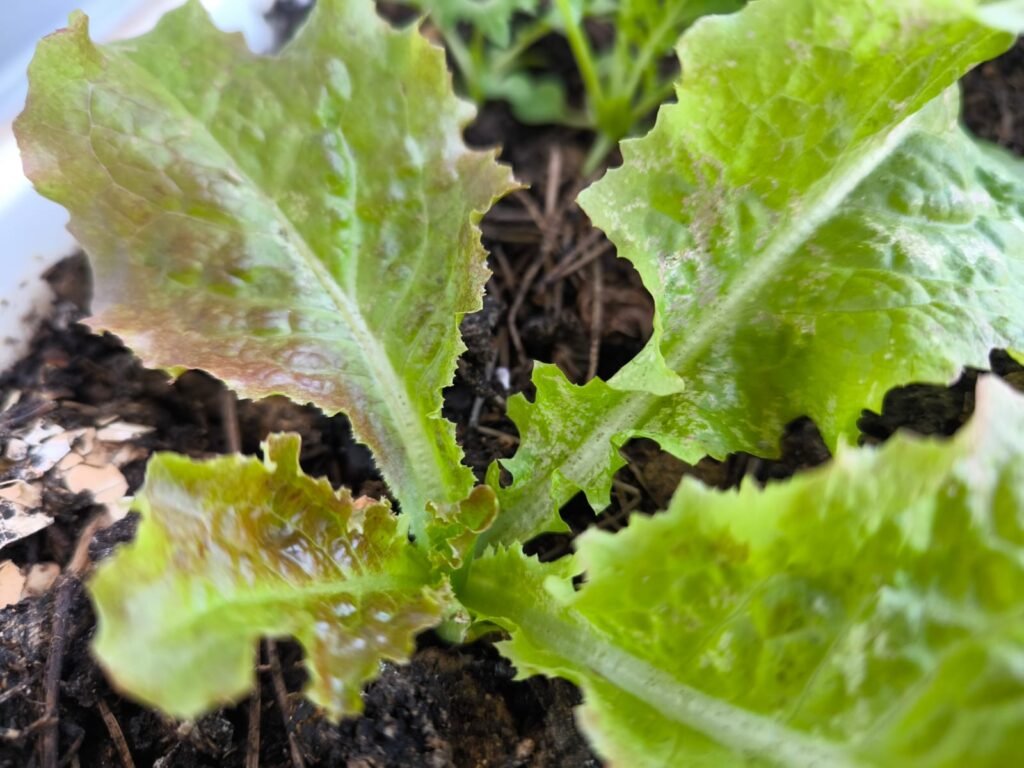Cómo Cultivar Lechuga en Maceta: Guía Completa 52 cómo cultivar lechugas en casa