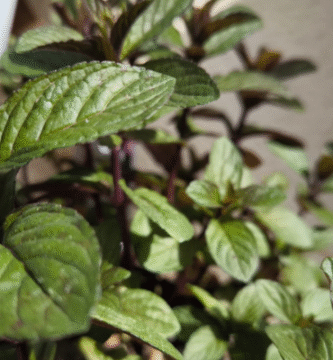 cómo cultivar menta en casa