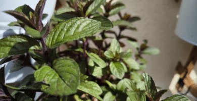 Cuidados de la Menta en Maceta: Guía Práctica para que no se te muera 17 cómo cultivar menta en casa