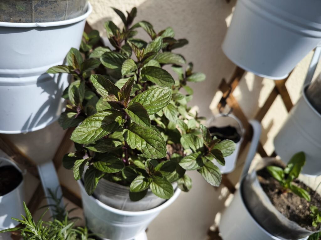 Cuidados de la Menta en Maceta: Guía Práctica para que no se te muera 20 como cultivar menta en macetas