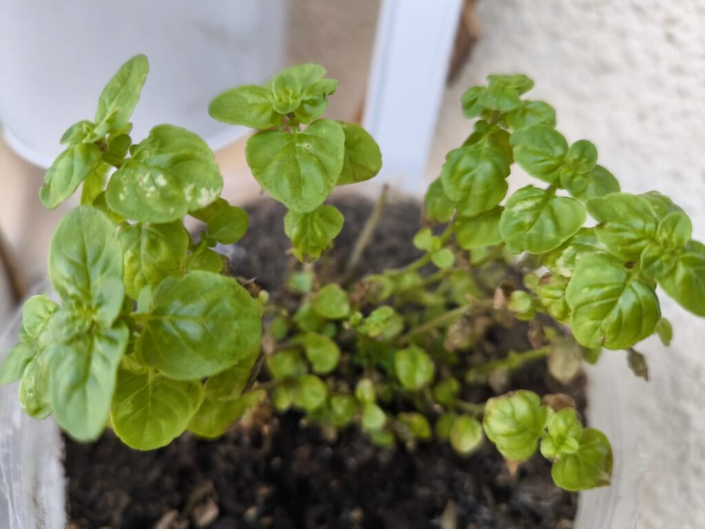 cómo cultivar orégano en casa