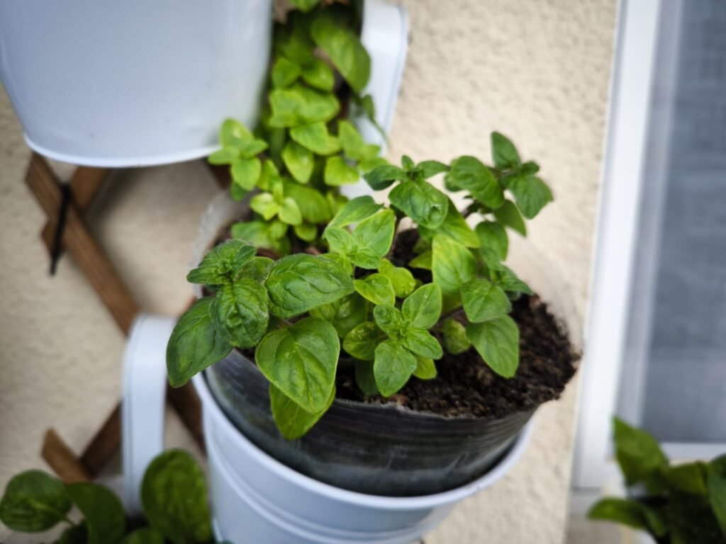 cómo cultivar orégano en maceta