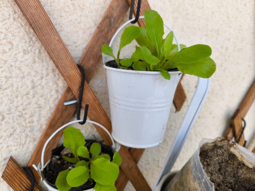 Cómo Cultivar Lechuga en Maceta: Guía Completa 28 cómo hacer semilleros de lechuga en casa