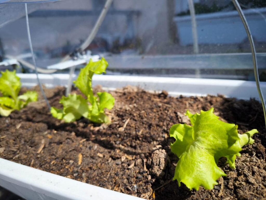 Cómo Cultivar Lechuga en Maceta: Guía Completa 14 como plantar lechuga en maceta