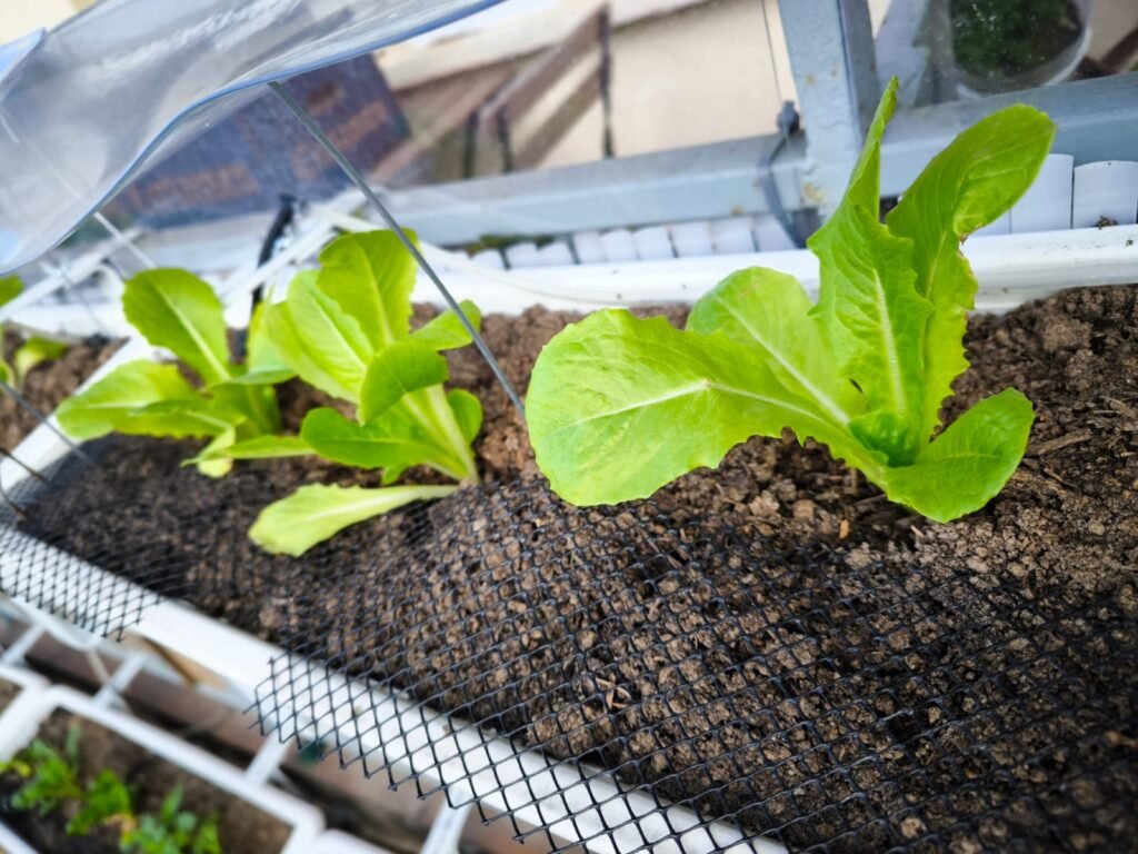 Cómo Cultivar Lechuga en Maceta: Guía Completa 37 cómo plantar lechugas en casa