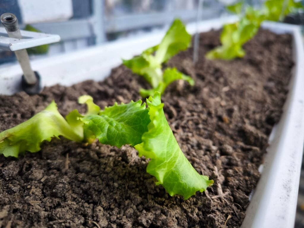 Cómo Cultivar Lechuga en Maceta: Guía Completa 38 como plantar lechugas en maceta