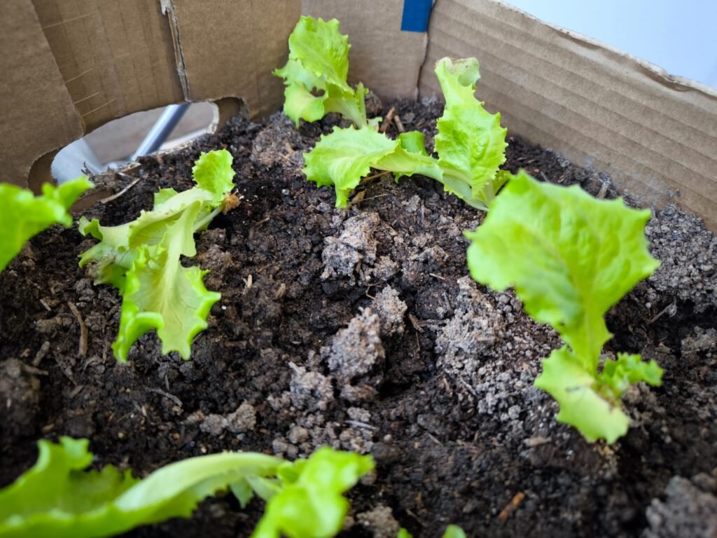Cómo Cultivar Lechuga en Maceta: Guía Completa 15 cómo plantar lechugas en maceta