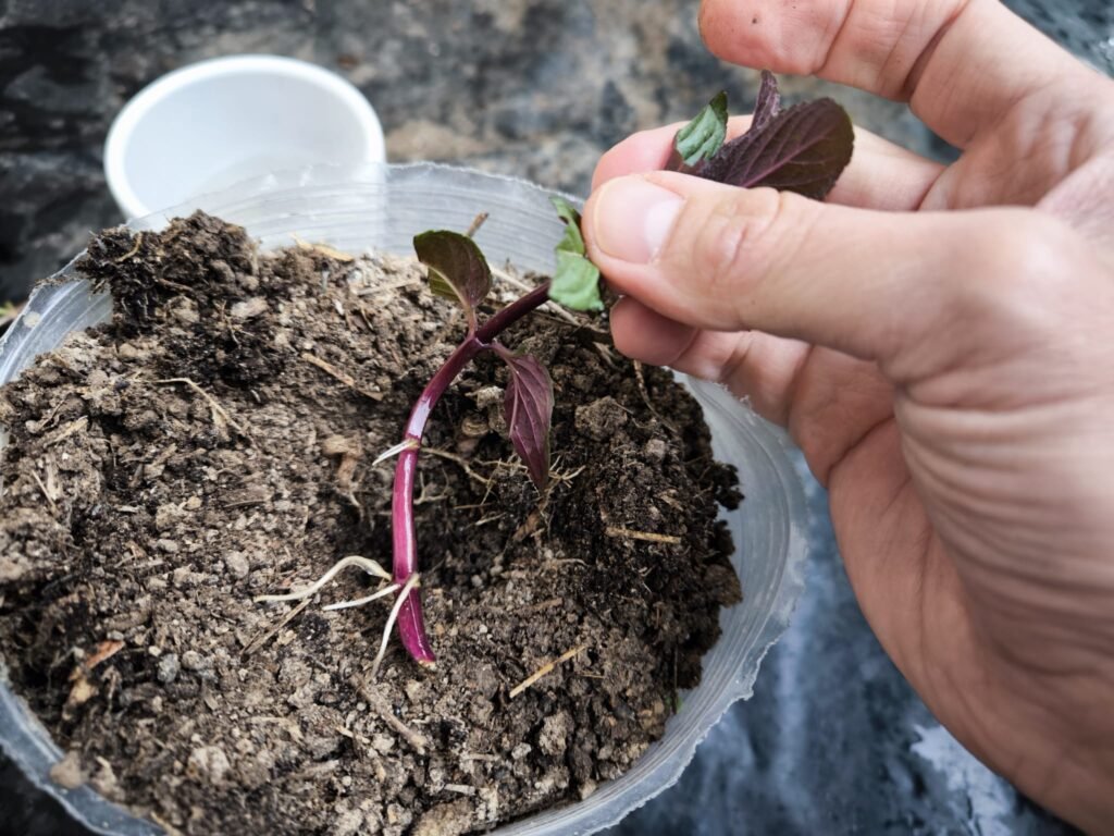Cuidados de la Menta en Maceta: Guía Práctica para que no se te muera 29 cómo plantar menta en casa