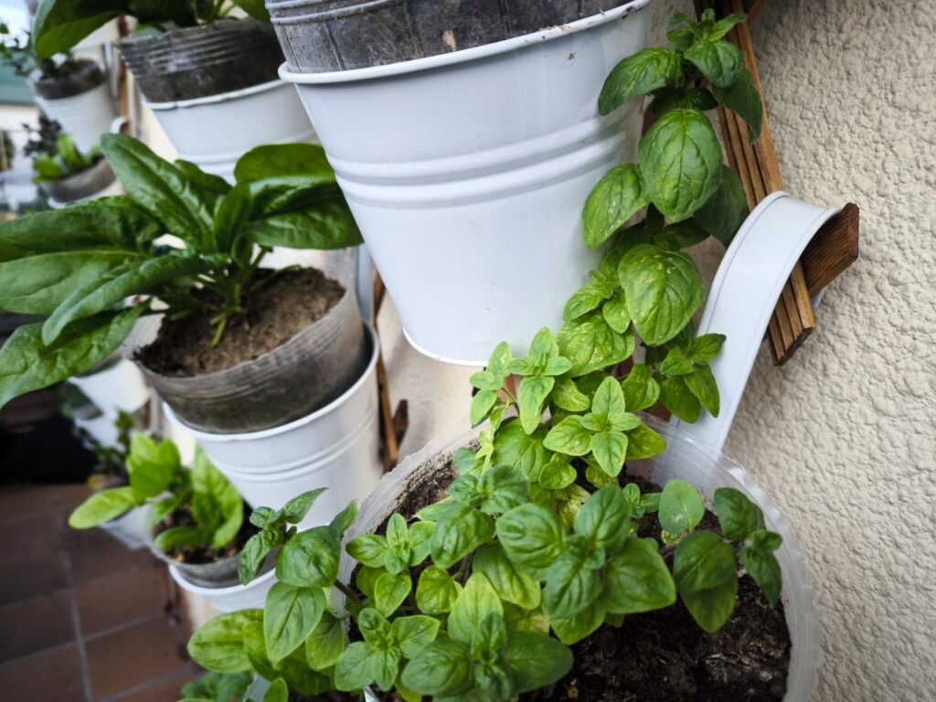 cómo plantar orégano en maceta