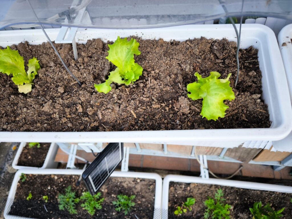 Cómo Cultivar Lechuga en Maceta: Guía Completa 46 cómo sembrar lechugas en maceta