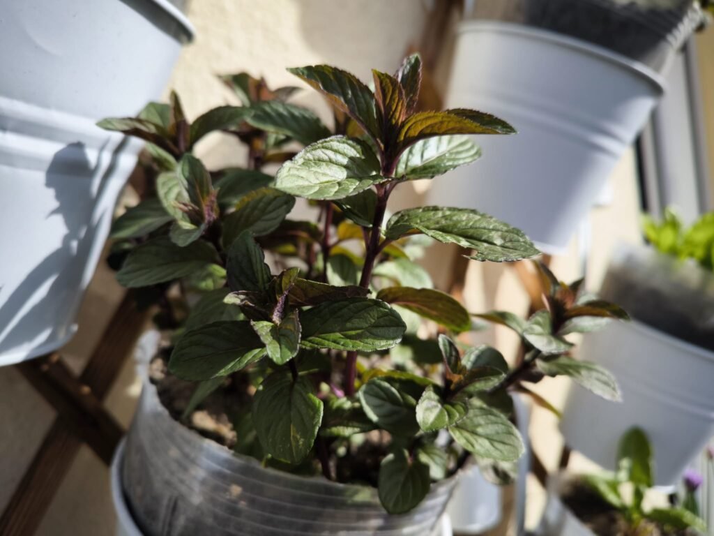 Cuidados de la Menta en Maceta: Guía Práctica para que no se te muera 46 como sembrar menta en maceta