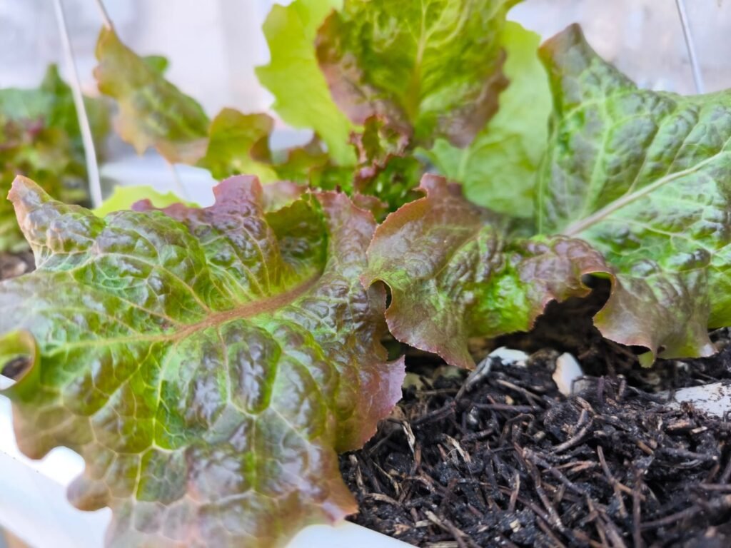 Cómo Cultivar Lechuga en Maceta: Guía Completa 54 crecer lechugas en huerto urbano