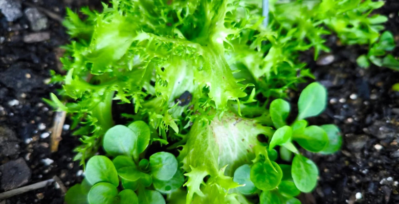 Cultivar 1 cuál es el cultivo más fácil para mesa de cultivo