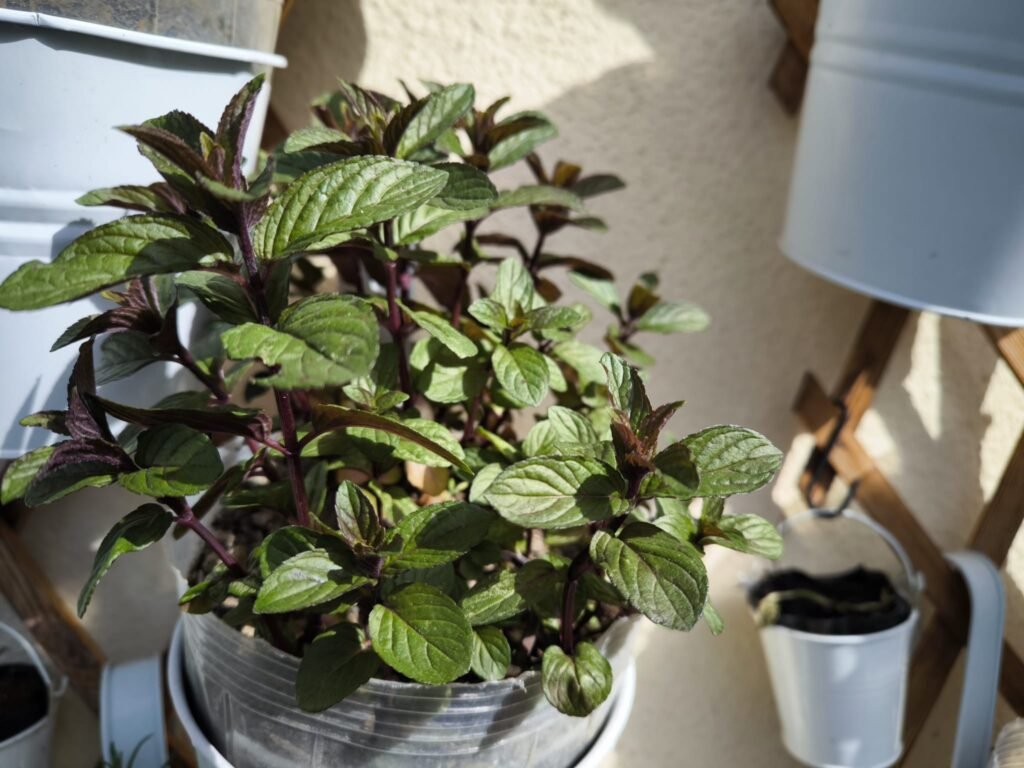 Cuidados de la Menta en Maceta: Guía Práctica para que no se te muera 37 cuidados de la menta en maceta