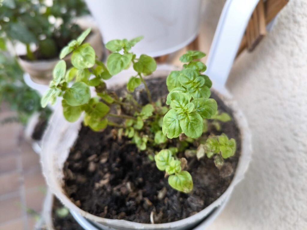 cuidados del orégano en casa
