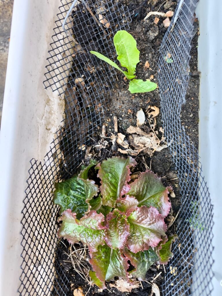 Cómo Cultivar Lechuga en Maceta: Guía Completa 50 cuidar lechugas en casa