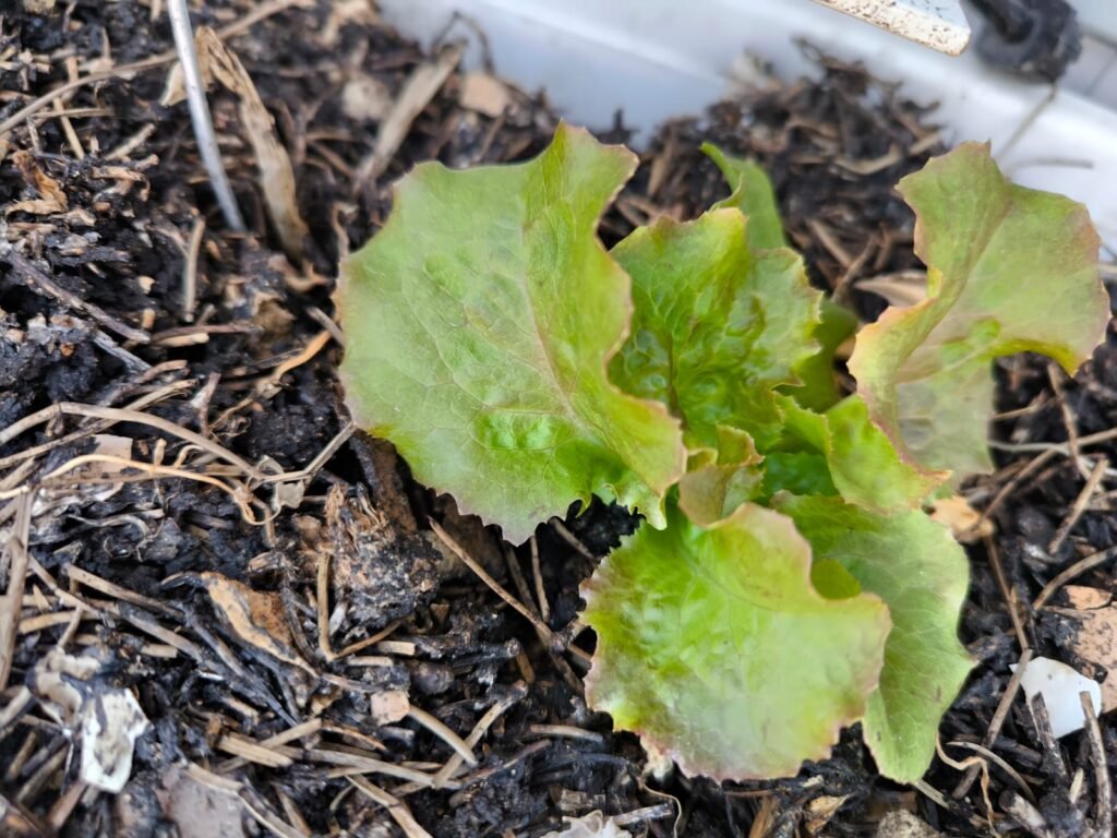 Cómo Cultivar Lechuga en Maceta: Guía Completa 57 cuidar lechugas en mesa de cultivo