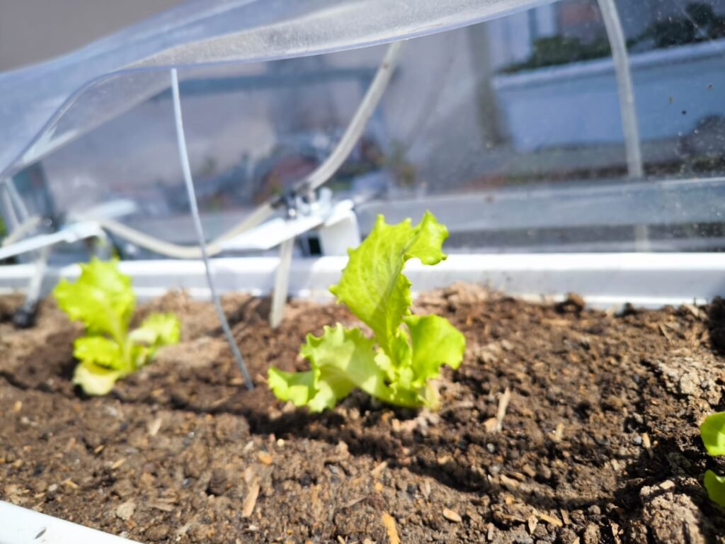Cómo Cultivar Lechuga en Maceta: Guía Completa 35 cultivar lechuga en casa
