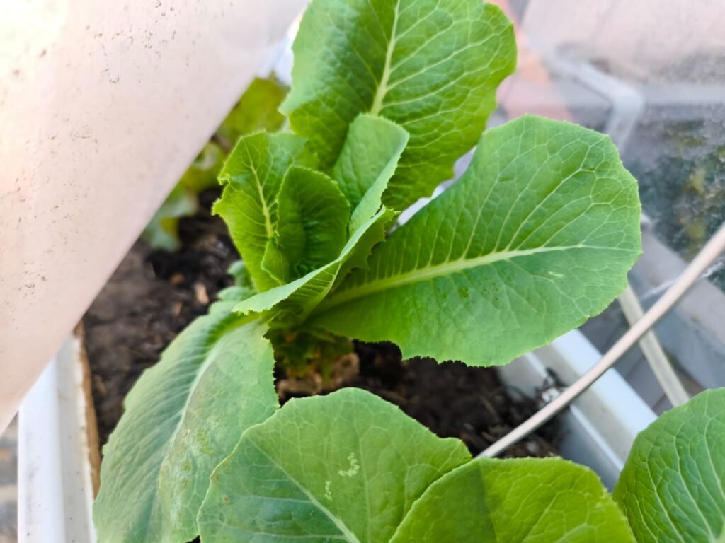 Cómo Cultivar Lechuga en Maceta: Guía Completa 53 cultivar lechugas en huerto urbano