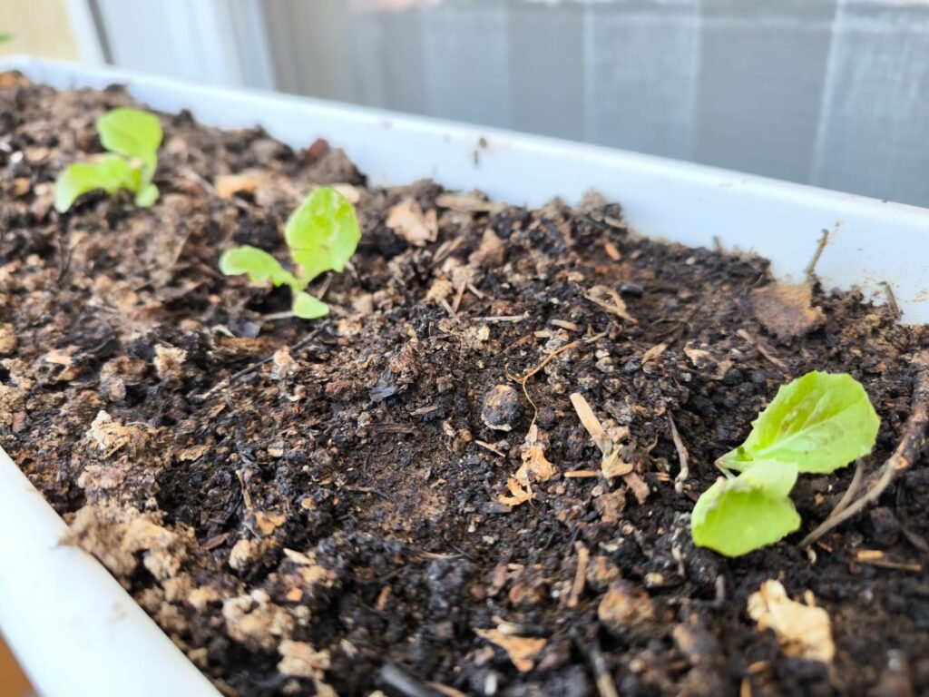 Cómo Cultivar Lechuga en Maceta: Guía Completa 59 cultivar lechugas en mesa de cultivo