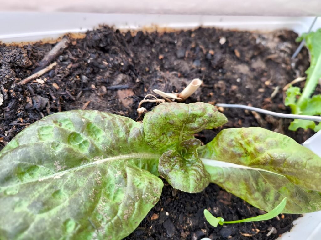 Cómo Cultivar Lechuga en Maceta: Guía Completa 60 cultivar lechugas en recipiente de cultivo